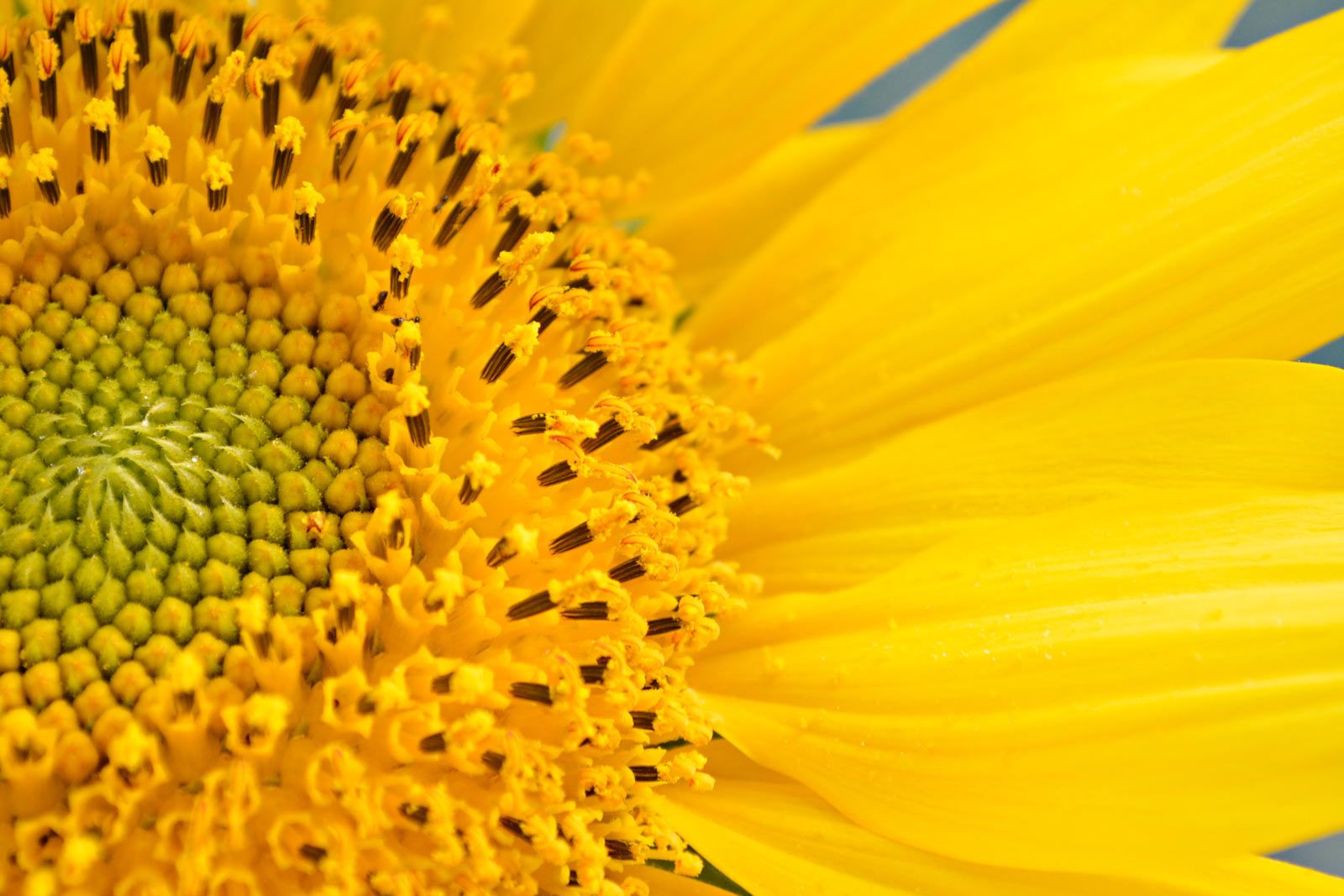 Por qué hay escasez de aceite de girasol? | LA COCINA SANA